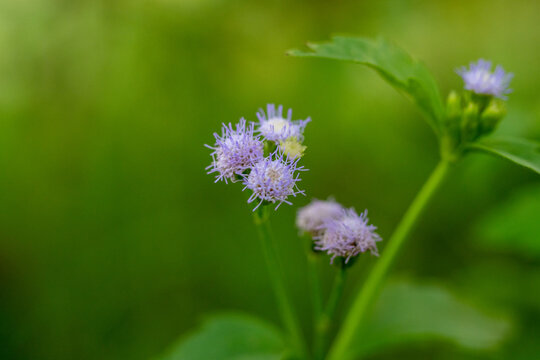 Tiny purple billygoat weed flowers blooming in a green meadow