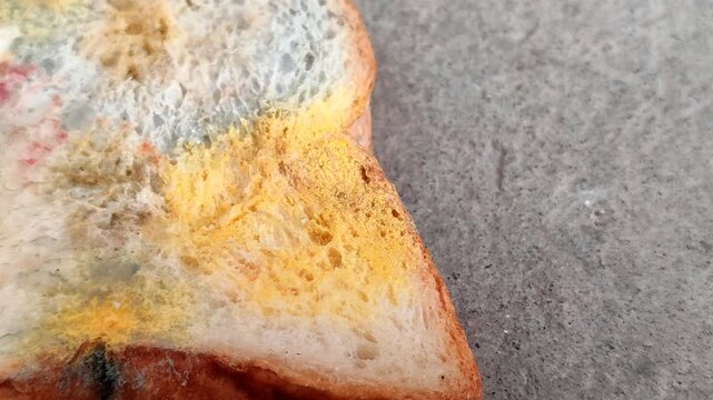 Rhizopus stolonifer (black bread mold) growing on rotten bread surface. Detailed view of sporangium and mycelium for biology and science education