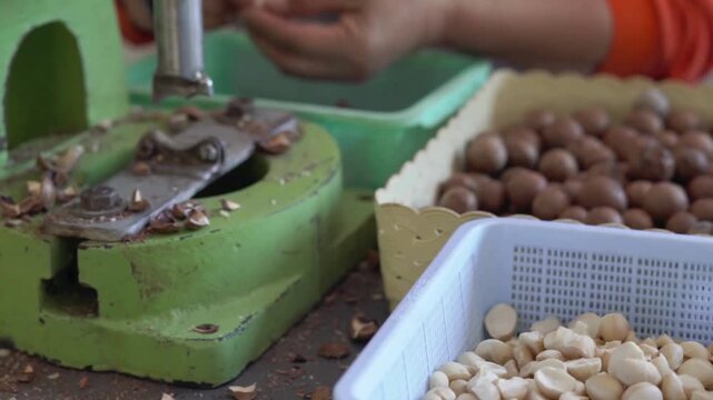 a farmer is cracking macadamia nut shell by using nut-cracking machine.