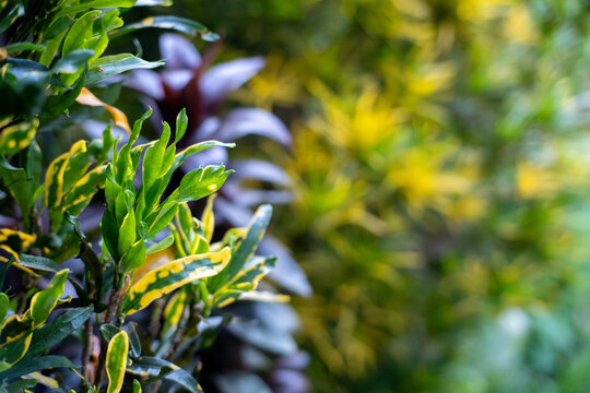 Close up of vibrant green and yellow variegated croton leaves