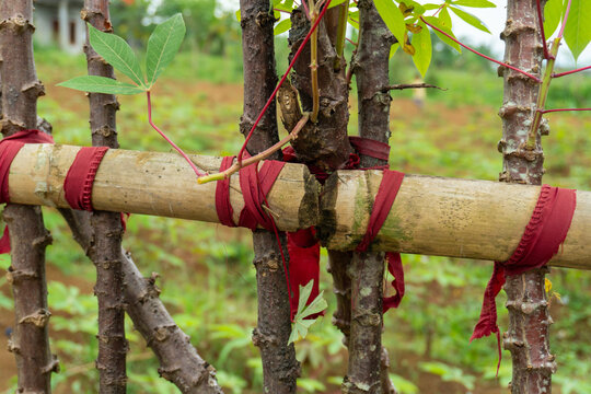 Bamboo pole tied with red cloth to cassava stems in a farming field