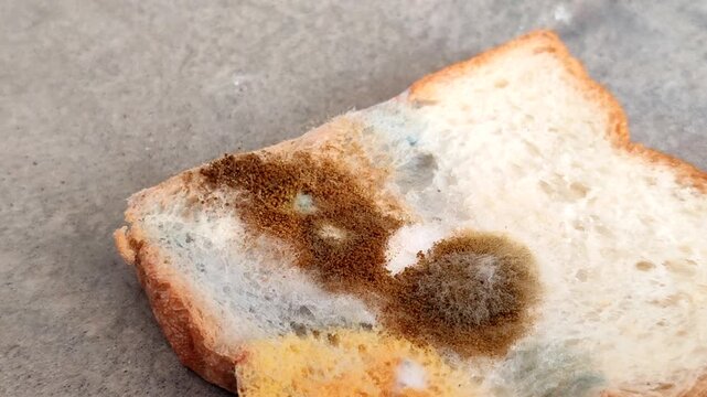 Rhizopus stolonifer (black bread mold) growing on rotten bread surface. Detailed view of sporangium and mycelium for biology and science education