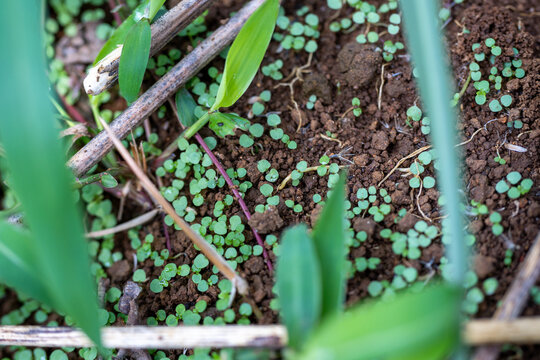 Tiny green seedlings emerging from brown soil in an agricultural field