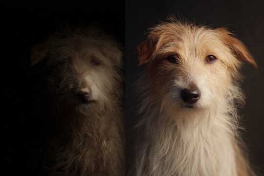 Duality split portrait of a dog with matted fur on one side and clean groomed fur on the other for pet care awareness background