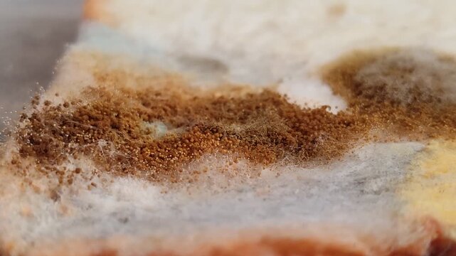 Rhizopus stolonifer (black bread mold) growing on rotten bread surface. Detailed view of sporangium and mycelium for biology and science education