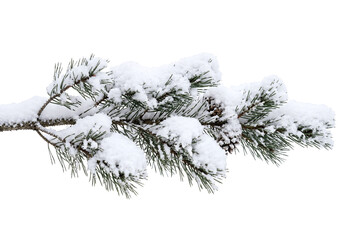 Pine branch covered in snow with pinecones © PEE PHIBAN