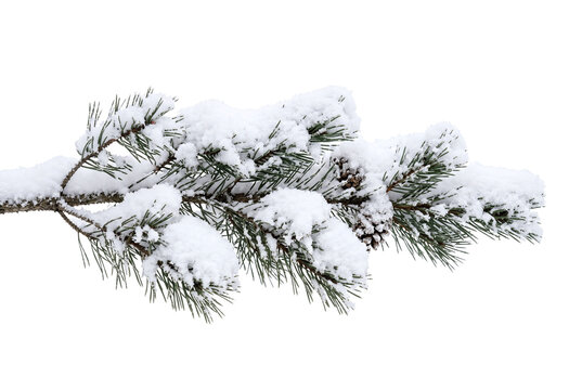 Pine branch covered in snow with pinecones