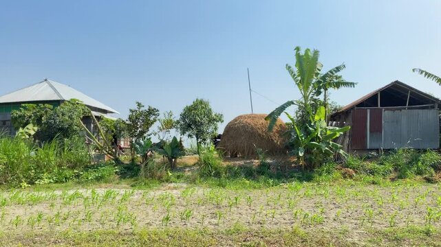 Scenic rural Bangladesh village. A peaceful rural farm scene featuring a small metal shed house, a large haystack, banana trees, and young crops under a clear blue sky.