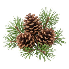 Fototapeta premium Cluster of brown pinecones resting on green pine needles