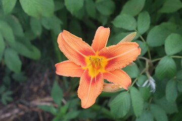Fototapeta premium orange tiger lily