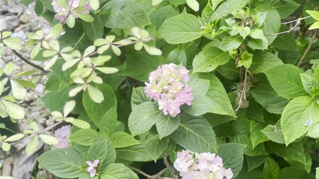 Light pink hydrangea flower