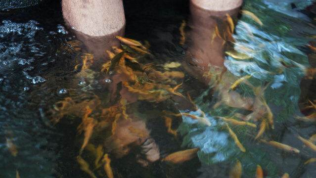 A man's feet are in a pool full of small yellow fish to undergo fish therapy which can be useful for removing dead skin cells on the feet.