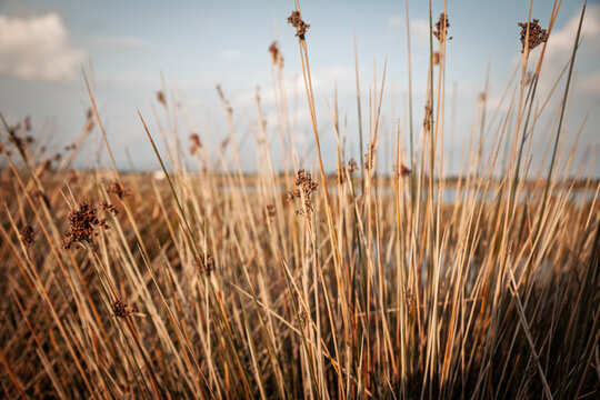 Sea rush (Juncus maritimus) and sharp rush (Juncus acutus) grow in a Mediterranean coastal marsh, with dry upright stems, clustered seed heads, shallow water and a softly blurred wetland background.