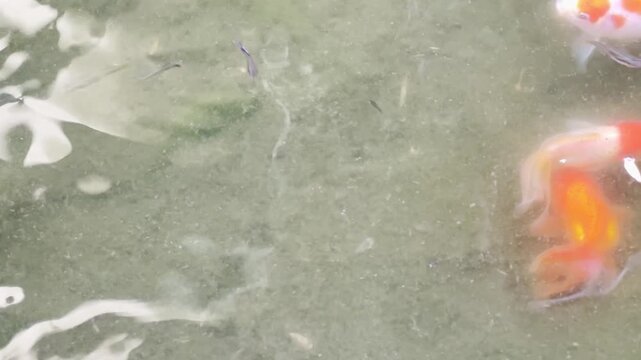 Goldfish and guppies swimming gracefully in water