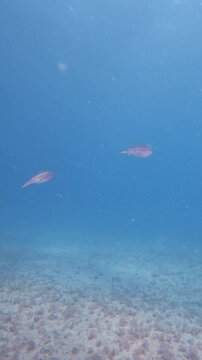 Cuttlefish swimming in ocean