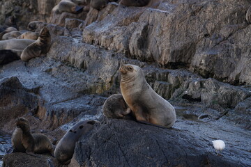 Fototapeta na wymiar Sea lion perching on rock formation with sea bird on island in Tierra del Fuego