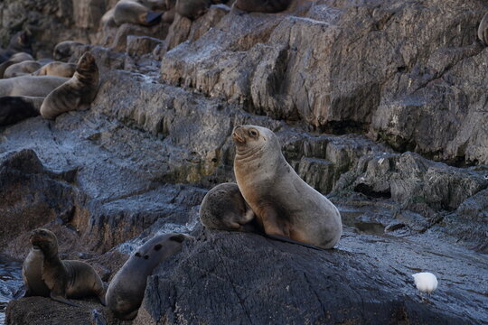 Sea lion perching on rock formation with sea bird on island in Tierra del Fuego