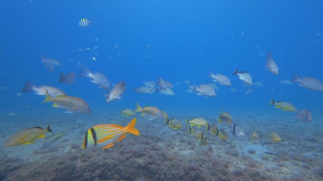 coral reef with tropical fish 
