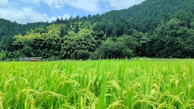 日本の田舎を走る戦国デザインの観光列車と緑豊かな夏の風景　福井県の越美北線