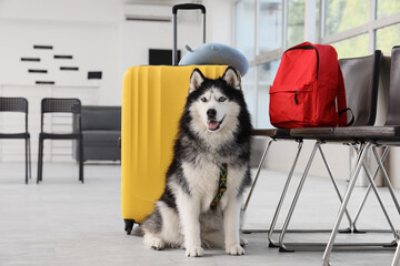 Siberian husky dog sitting patiently with yellow luggage and red backpack in a bright waiting area, the dog has striking heterochromia eyes and wears a harness, appearing ready for travel © Pixel-Shot