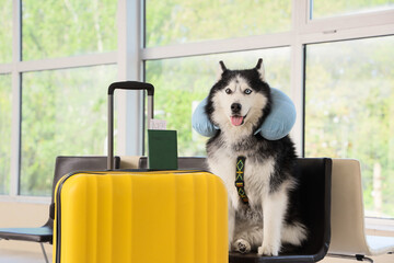 Happy siberian husky dog wearing a neck pillow sitting next to a yellow suitcase and passport at an airport, the happy dog is ready for a journey, pet travel and responsible pet ownership © Pixel-Shot