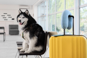 Siberian husky dog sitting on a chair next to a yellow suitcase with a neck pillow in an airport waiting area, the scene suggests pet friendly travel and responsible pet ownership during a journey © Pixel-Shot