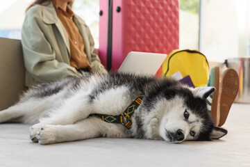 Siberian husky dog resting on the floor next to a person with luggage and a laptop, pet friendly travel © Pixel-Shot
