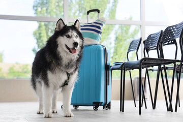 Siberian husky dog with a blue suitcase and striped beach bag waiting in an airport or pet-friendly travel lounge, the dog wears a harness and has its tongue slightly out © Pixel-Shot