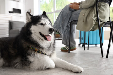 Happy siberian husky dog lying on the floor next to a person with a suitcase, pet friendly travel concept, Sense of calm and anticipation for a journey © Pixel-Shot
