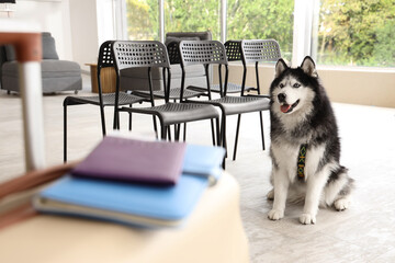 Siberian husky dog sitting patiently on a tiled floor in a bright room with chairs and notebooks, Empty chairs and notebooks are visible in the foreground and background © Pixel-Shot