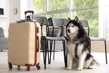 Siberian husky dog sitting patiently next to a beige suitcase with travel documents, ready for a pet-friendly journey, the scene suggests pet-friendly travel and responsible pet ownership © Pixel-Shot