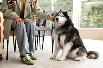 Person petting a siberian husky dog with blue eyes and a harness indoors, Pet care and companionship © Pixel-Shot