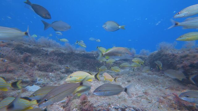 coral reef with tropical fish 
