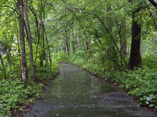 Fototapeta premium Wet path winds through dense green forest. Trees stand tall, leaves glisten with rain. Ferns and undergrowth thrive beside the trail. Muted light filters through the canopy