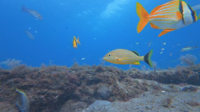 coral reef with tropical fish 