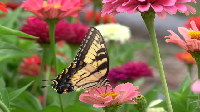 Eastern Tiger Swallowtail (Papilio glaucus) on colorful pink zinnia in summer garden. 