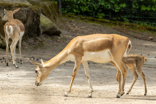 Blackbuck doe feeding fawn at a zoo