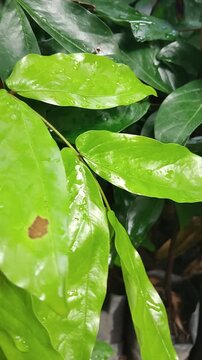 The handkerchief tree is a plant species belonging to the genus *Cynometra* and the family Fabaceae. It also goes by the synonym *Maniltoa brawneodes*.
