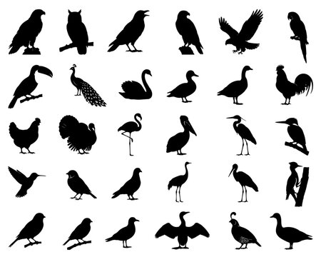 Birds silhouettes vector illustration set with eagle, owl, crow, parrot, toucan, peacock, swan, flamingo, pelican, and wildlife elements