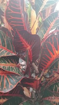 The puring  or croton (Codiaeum variegatum) is a popular ornamental garden shrub featuring highly varied leaf shapes and colors. It grows abundantly in tropical regions, such as Indonesia, hawai,