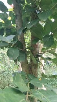 Jamblang, jambu keling, or duwet, Syzygium cumini is a type of fruit tree belonging to the myrtle family (Myrtaceae). This plant produces purplish-black fruit that tastes astringent and sour when ripe