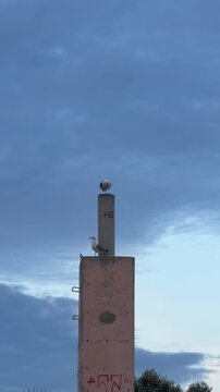 Seagulls perched on concrete pillar structure against evening sky at Cabo de la Nao vertical video.