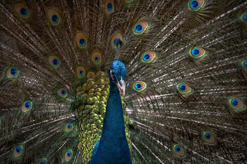 Obraz premium close up of peacock