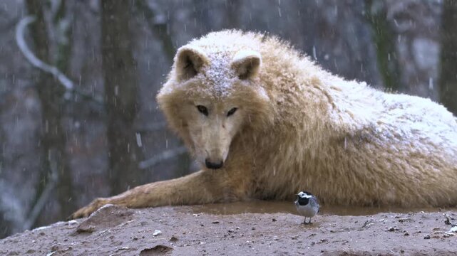 Close up of a majestic white wolf lying down in falling snow a tiny