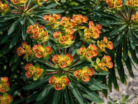 Close up shot of Griffith spurge plants in botanical garden. Bright orange, yellow flowers bloom on green leafy stems. Beautiful nature background with colorful herbaceous perennials during spring
