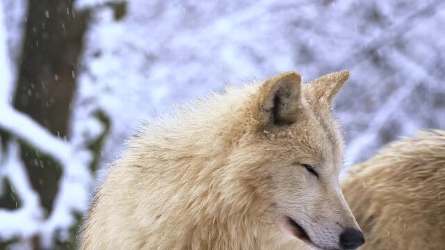 Arctic wolf standing in falling snow closeup looking around during