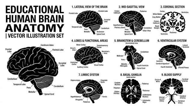 Title:
Educational Human Brain Anatomy Vector Illustration Set &ndash; Labeled Brain Structure, Lobes, Cross Sections and Neuroscience Medical Diagrams