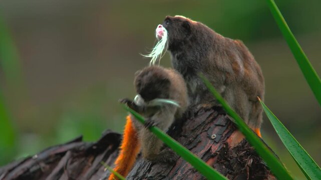 Adult emperor tamarin monkey with cute baby sitting on tree branch in