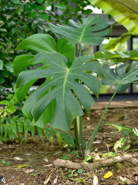 観葉植物　モンステラ