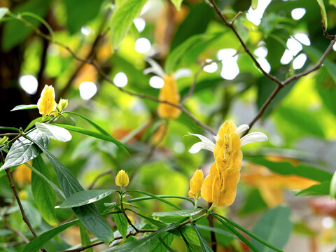 パキスタキスの花　